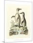 Aquatic Birds IV-George Edwards-Mounted Art Print