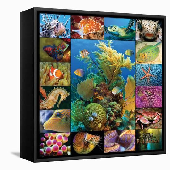 Aquatic Collage-Encyclopaedia Britannica-Framed Stretched Canvas