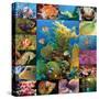 Aquatic Collage-Encyclopaedia Britannica-Stretched Canvas