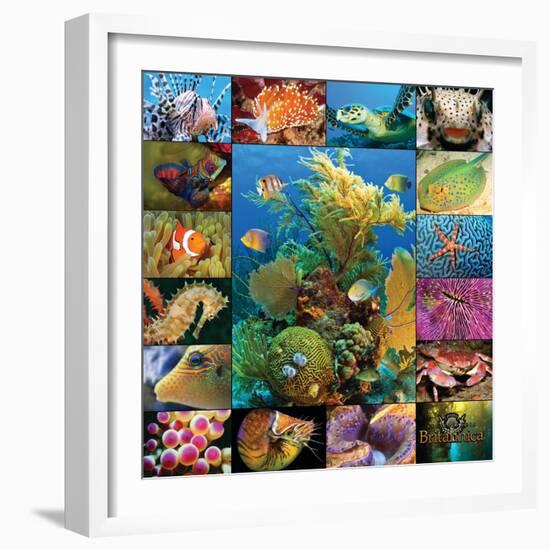 Aquatic Collage-Encyclopaedia Britannica-Framed Art Print