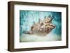 Aquatic Dreams I-George Oze-Framed Photographic Print