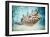 Aquatic Dreams I-George Oze-Framed Photographic Print