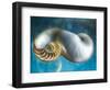 Aquatic Dreams II-George Oze-Framed Photographic Print