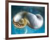 Aquatic Dreams II-George Oze-Framed Photographic Print