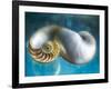 Aquatic Dreams II-George Oze-Framed Photographic Print