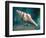 Aquatic Dreams IIi-George Oze-Framed Photographic Print