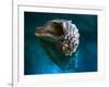 Aquatic Dreams IV-George Oze-Framed Photographic Print