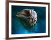 Aquatic Dreams IV-George Oze-Framed Photographic Print