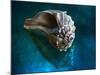 Aquatic Dreams IV-George Oze-Mounted Photographic Print