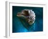 Aquatic Dreams IV-George Oze-Framed Photographic Print