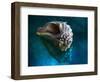 Aquatic Dreams IV-George Oze-Framed Photographic Print