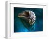 Aquatic Dreams IV-George Oze-Framed Photographic Print