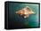 Aquatic Dreams V-George Oze-Framed Stretched Canvas