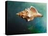 Aquatic Dreams V-George Oze-Stretched Canvas