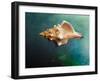 Aquatic Dreams V-George Oze-Framed Photographic Print