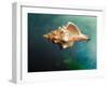 Aquatic Dreams V-George Oze-Framed Photographic Print