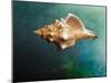 Aquatic Dreams V-George Oze-Mounted Photographic Print