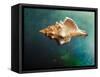 Aquatic Dreams V-George Oze-Framed Stretched Canvas