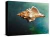 Aquatic Dreams V-George Oze-Stretched Canvas