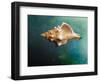 Aquatic Dreams V-George Oze-Framed Photographic Print