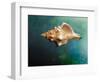 Aquatic Dreams V-George Oze-Framed Photographic Print