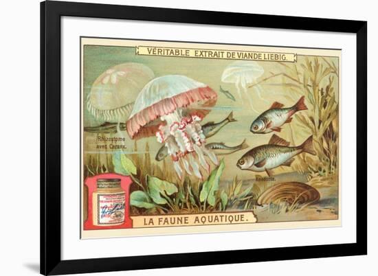 Aquatic Fauna, Jellyfish-null-Framed Premium Giclee Print