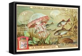 Aquatic Fauna, Jellyfish-null-Framed Stretched Canvas