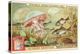 Aquatic Fauna, Jellyfish-null-Stretched Canvas