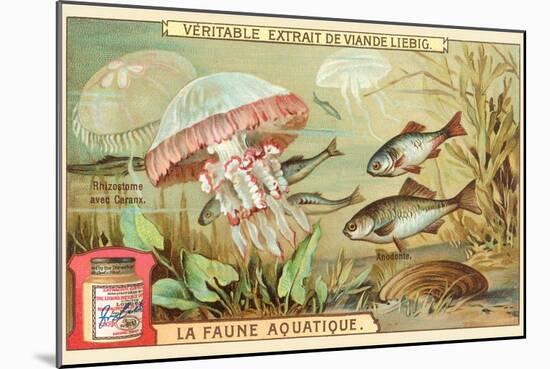 Aquatic Fauna, Jellyfish-null-Mounted Art Print