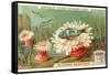 Aquatic Fauna, Sea Anemones-null-Framed Stretched Canvas