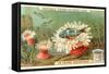 Aquatic Fauna, Sea Anemones-null-Framed Stretched Canvas