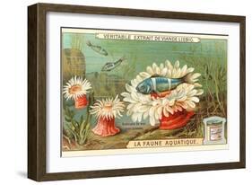 Aquatic Fauna, Sea Anemones-null-Framed Art Print