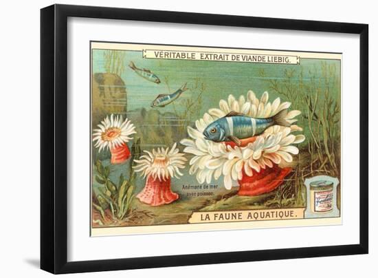 Aquatic Fauna, Sea Anemones-null-Framed Art Print