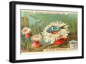 Aquatic Fauna, Sea Anemones-null-Framed Art Print