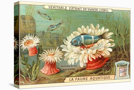 Aquatic Fauna, Sea Anemones-null-Stretched Canvas