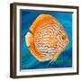 Aquatic Life I (Vibrant Sea Life II)-Patricia Pinto-Framed Art Print