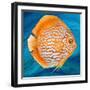 Aquatic Life I (Vibrant Sea Life II)-Patricia Pinto-Framed Art Print