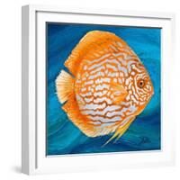 Aquatic Life I (Vibrant Sea Life II)-Patricia Pinto-Framed Art Print