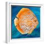 Aquatic Life I (Vibrant Sea Life II)-Patricia Pinto-Framed Art Print