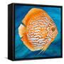 Aquatic Life I (Vibrant Sea Life II)-Patricia Pinto-Framed Stretched Canvas