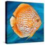 Aquatic Life I (Vibrant Sea Life II)-Patricia Pinto-Stretched Canvas