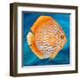 Aquatic Life I (Vibrant Sea Life II)-Patricia Pinto-Framed Art Print