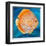 Aquatic Life I (Vibrant Sea Life II)-Patricia Pinto-Framed Art Print