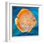 Aquatic Life I (Vibrant Sea Life II)-Patricia Pinto-Framed Art Print