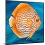 Aquatic Life I (Vibrant Sea Life II)-Patricia Pinto-Mounted Art Print