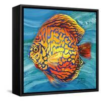 Aquatic Life II (Vibrant Sea Life IV)-Patricia Pinto-Framed Stretched Canvas