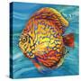 Aquatic Life II (Vibrant Sea Life IV)-Patricia Pinto-Stretched Canvas