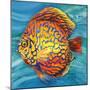 Aquatic Life II (Vibrant Sea Life IV)-Patricia Pinto-Mounted Art Print