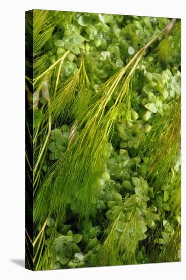 Aquatic Plants in River Itchen: Blunt-Fruited Water-Starwort and Stream Water-Crowfoot, UK-Linda Pitkin-Stretched Canvas