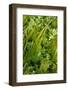 Aquatic Plants in River Itchen: Blunt-Fruited Water-Starwort and Stream Water-Crowfoot, UK-Linda Pitkin-Framed Photographic Print